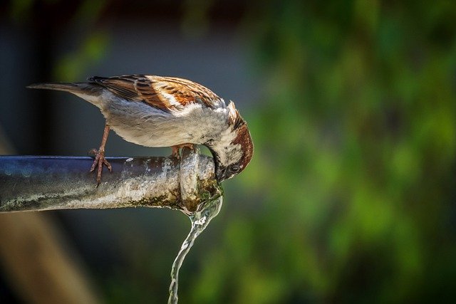 Drinking Fountain